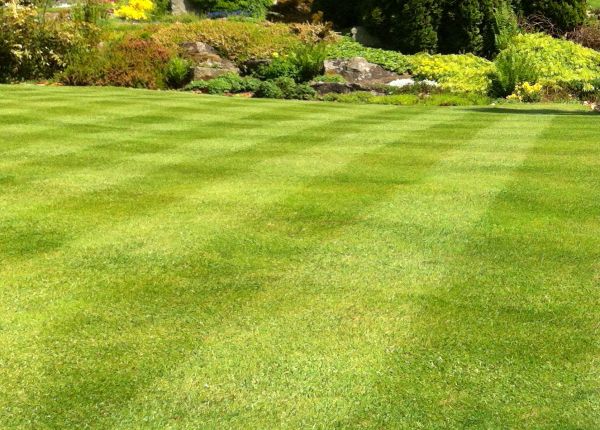 Commercial Grass Cutting in Evans