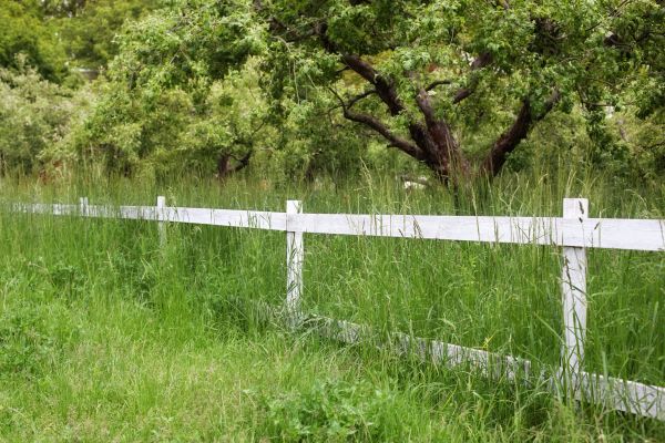Fence Line Trimming in Evans