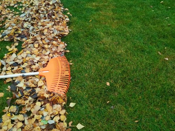 Fall Lawn Care in Evans
