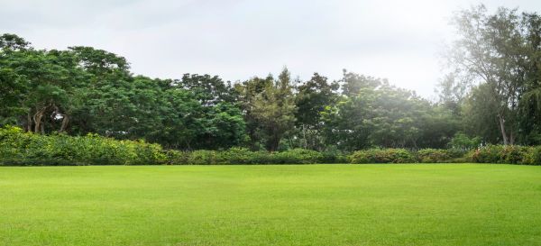 Golf Course Mowing in Evans