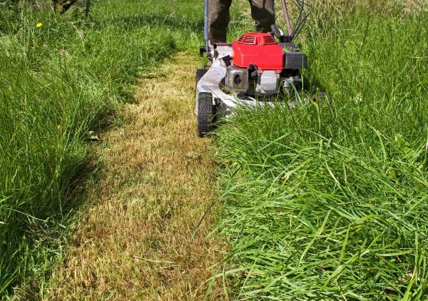 Leaf Mowing in Evans